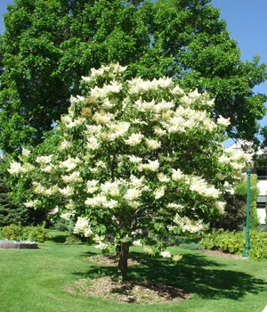 Japansk Træ syren - Syringa Reticlata