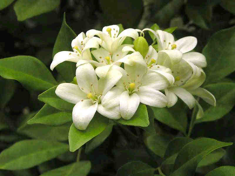 Jasmin Appelsin Exotica - Murraya paniculata