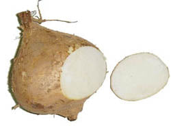 Jicama - Pachyrhizus tuberosus