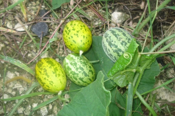 Jungleagurk - Zehneria scabra