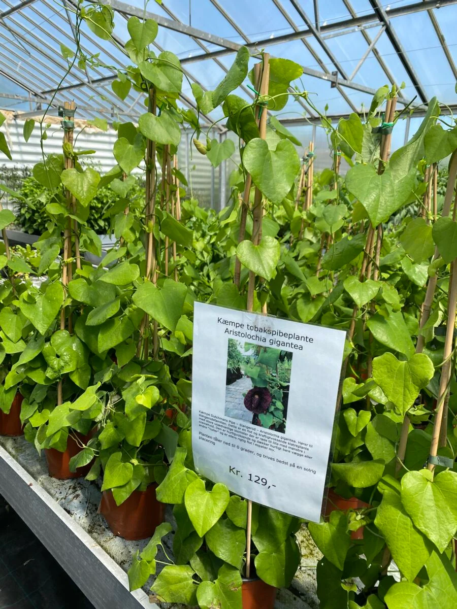 Kæmpe tobakspibe plante - Aristolochia gigantea