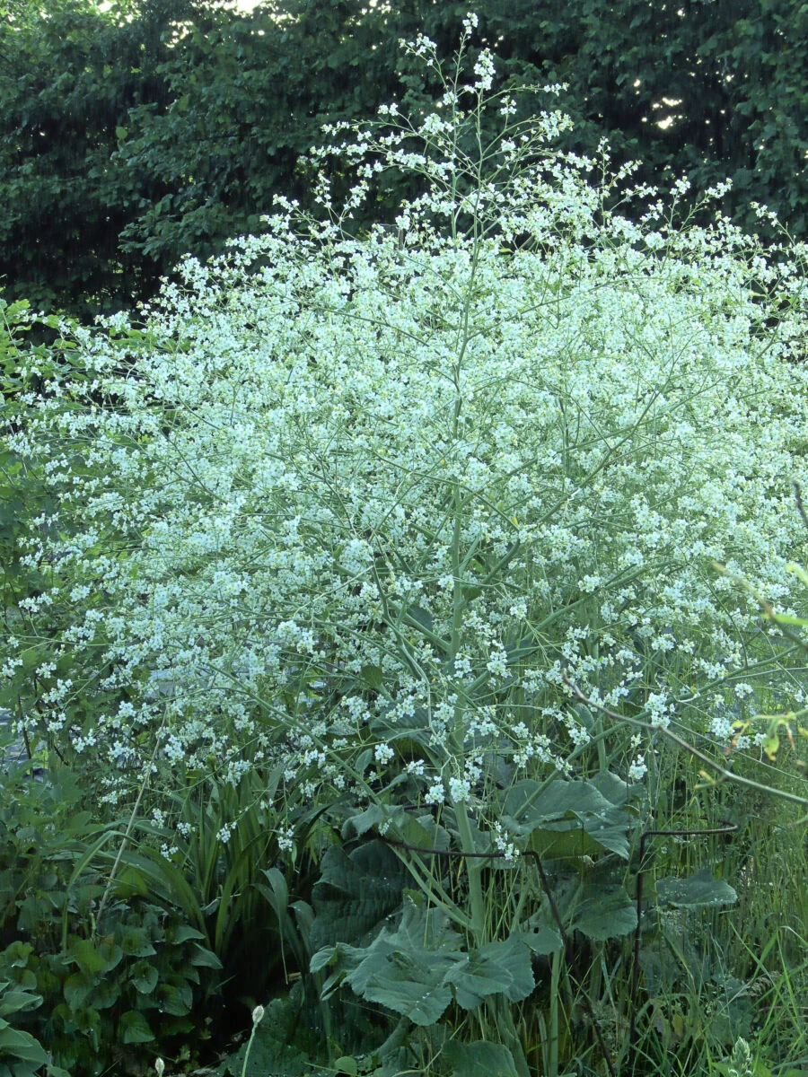 Kæmpeslør - Crambe cordifolia