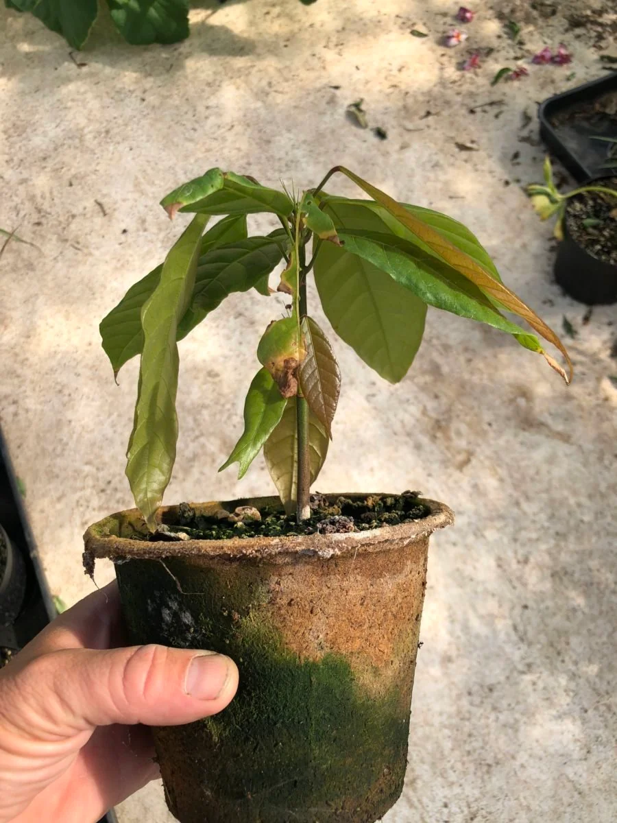 Kakao træ - Theobroama cacao - plante - Image 2