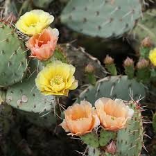 Figen Kaktus - Opuntia engelmannii - Image 3