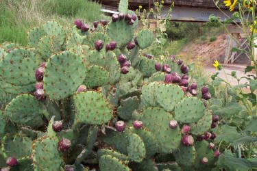 Figen Kaktus - Opuntia engelmannii - Image 4