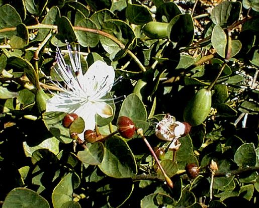 Kapers - Capparis Spinosa - Image 3
