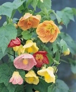 Klokketræ – Abutilon hybridum