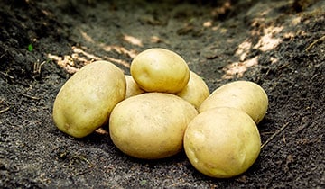 Bondens Bedste - Argana 1,5kg - Læggekartoffel