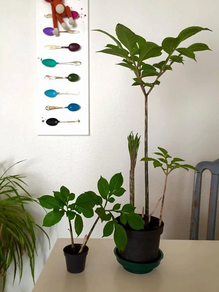 Leopardstilk - Amorphophallus konjak - Knold - Image 3