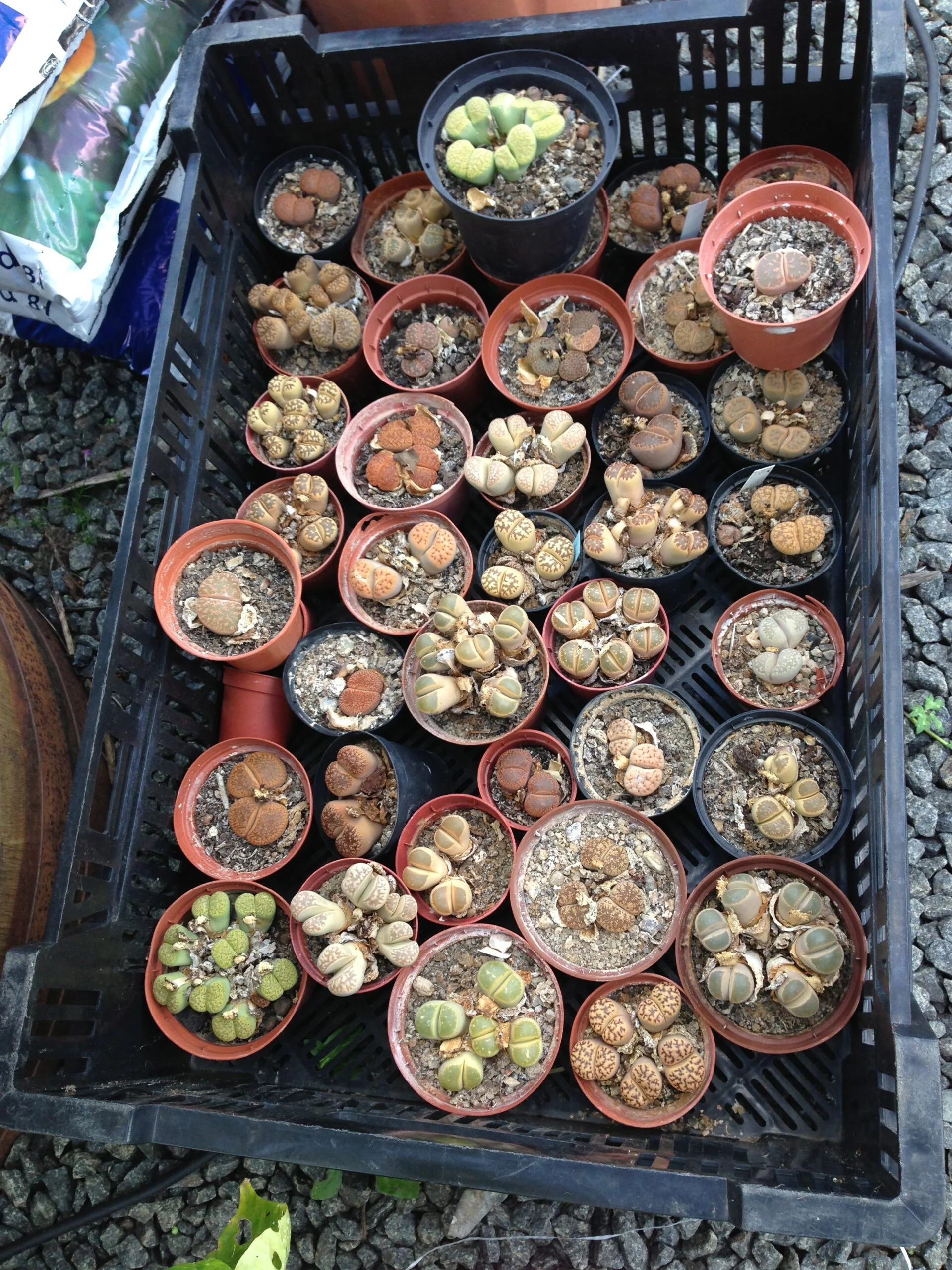 Levende sten - Lithops