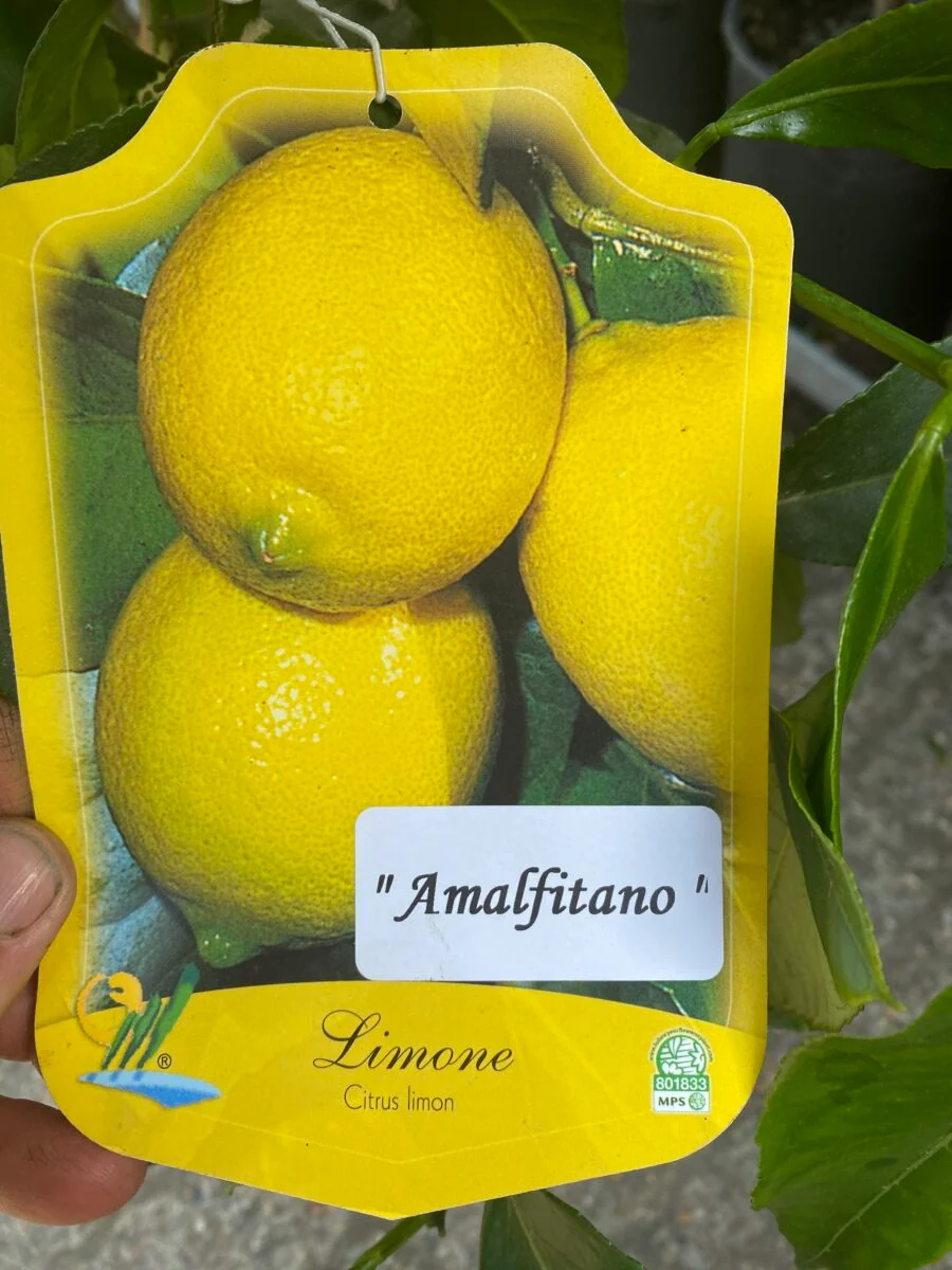 Limequat - Citrus aurantifolia X Fortunella margarita - Image 3