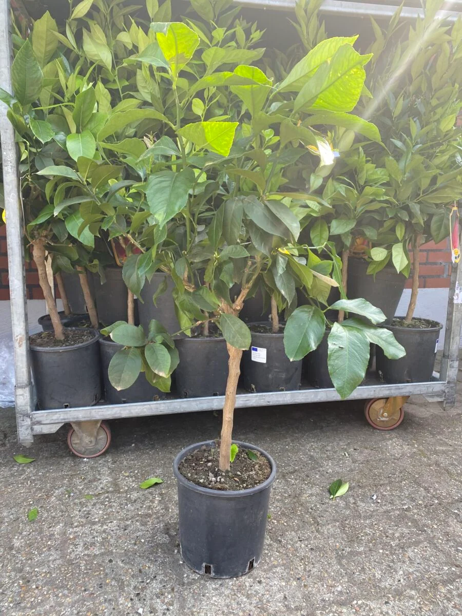 Limequat - Citrus aurantifolia X Fortunella margarita - Image 4