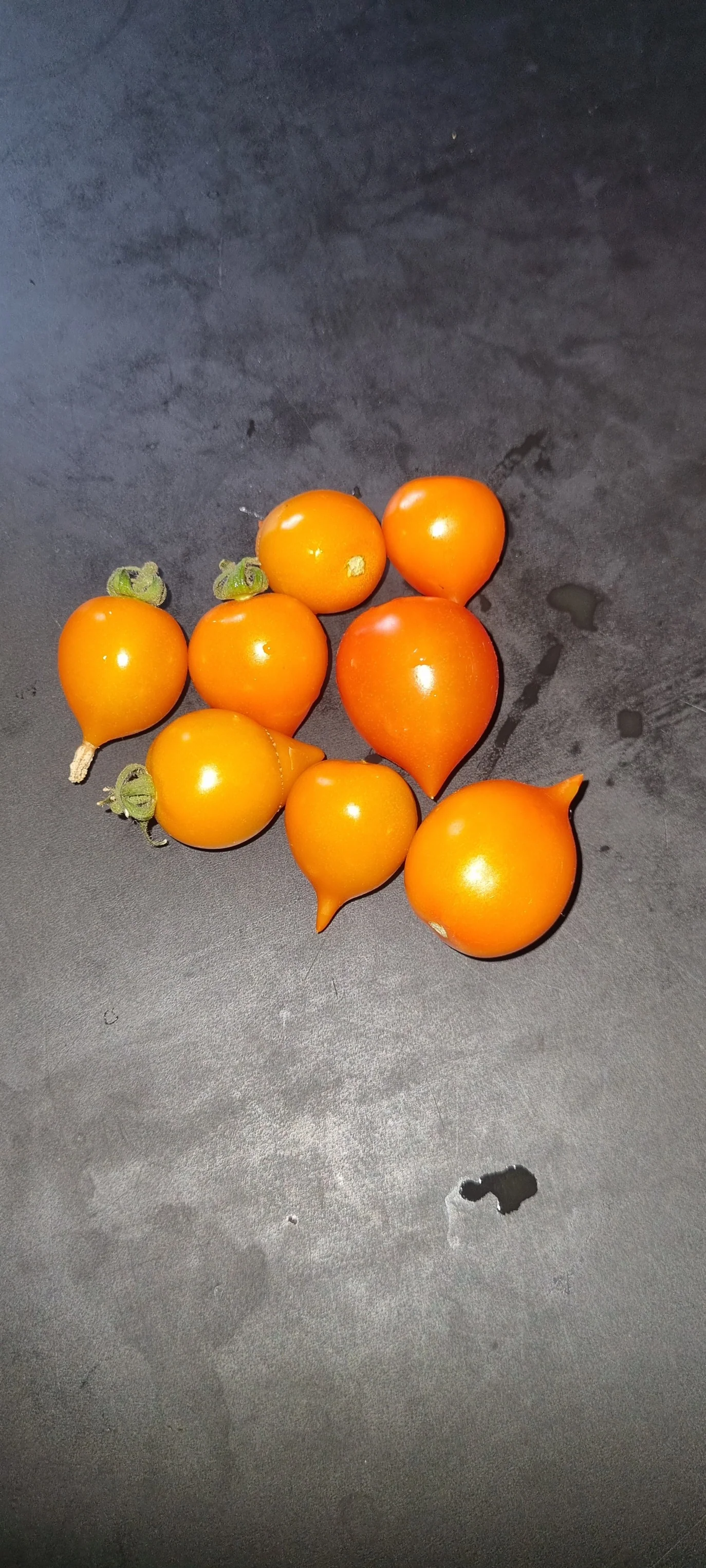 Little Prince Red - Cherrytomat