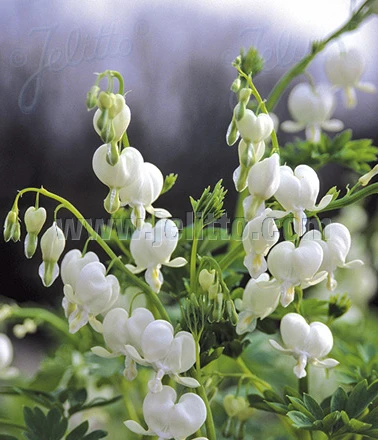 Løjtnantshjerte Hvid -Dicentra spectabilis Alba