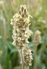 Loppefrø - Plantago psyllium - Image 2