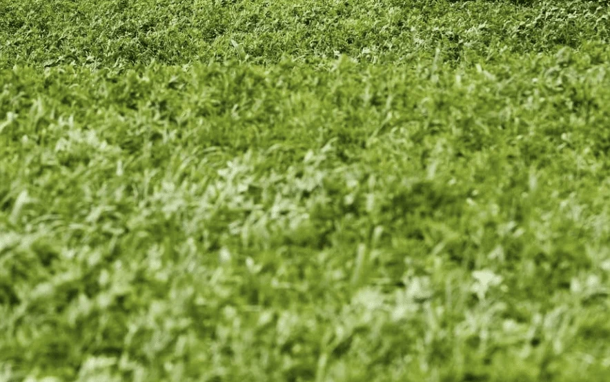 Lucerne Mezzo