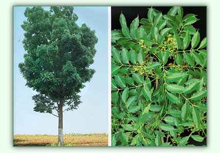 Mahogni Storbladet - Swietenia macrophylla