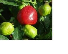 Malawi Peppadew - 200 gram