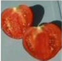 Tomat - Marglobe - Image 2