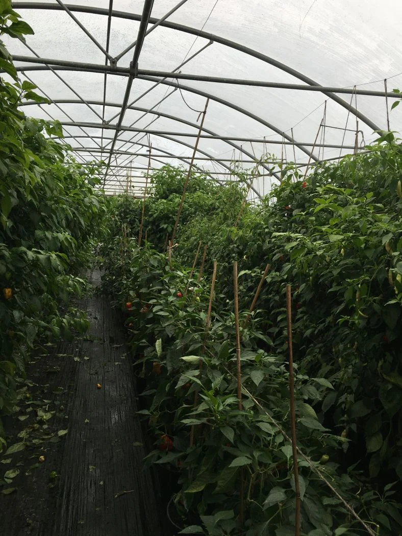 Mesters egen Chiligødning - til 2 Liter konc. - Image 11