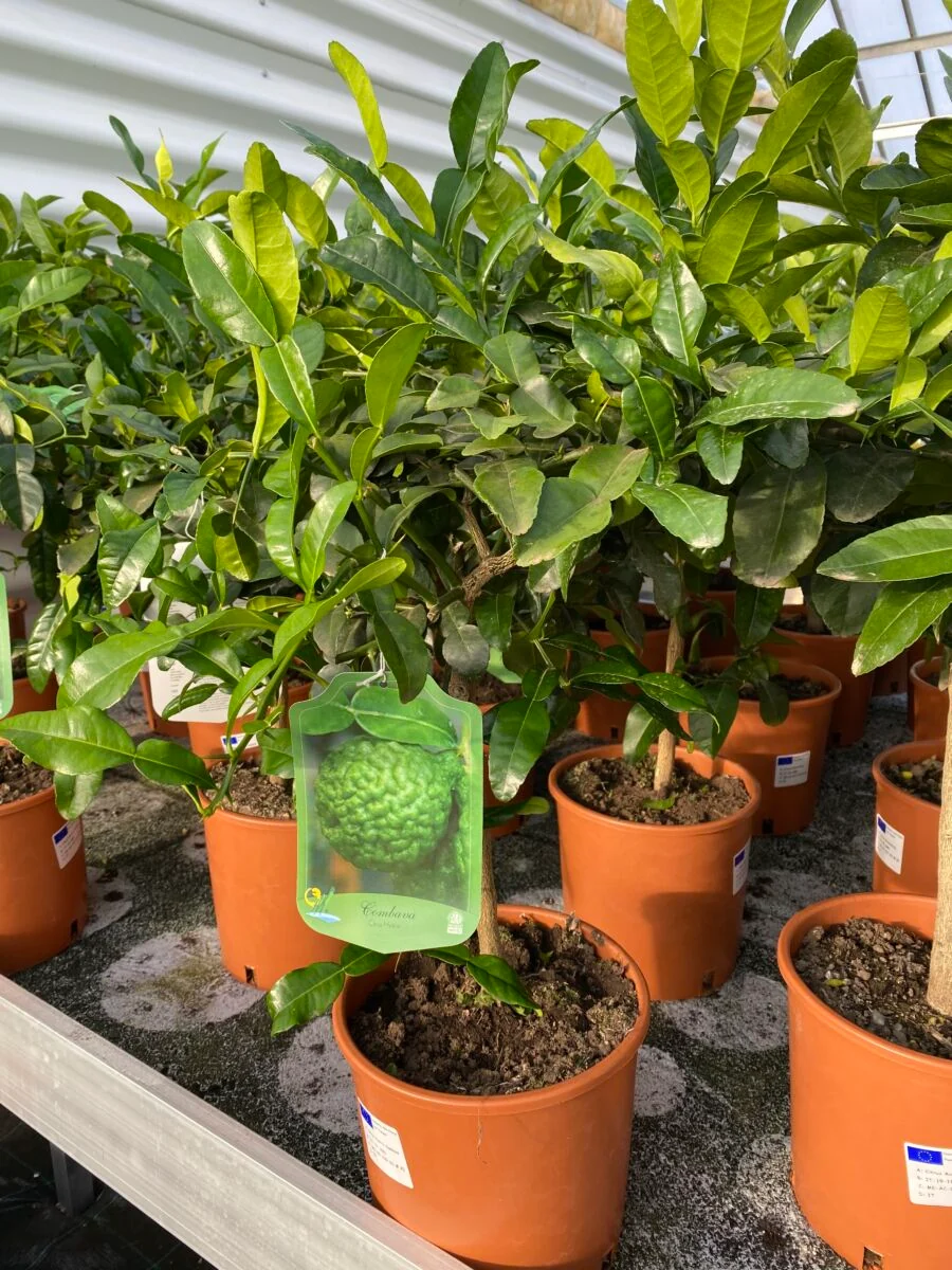 Lime - Citrus aurantifolia - Image 5