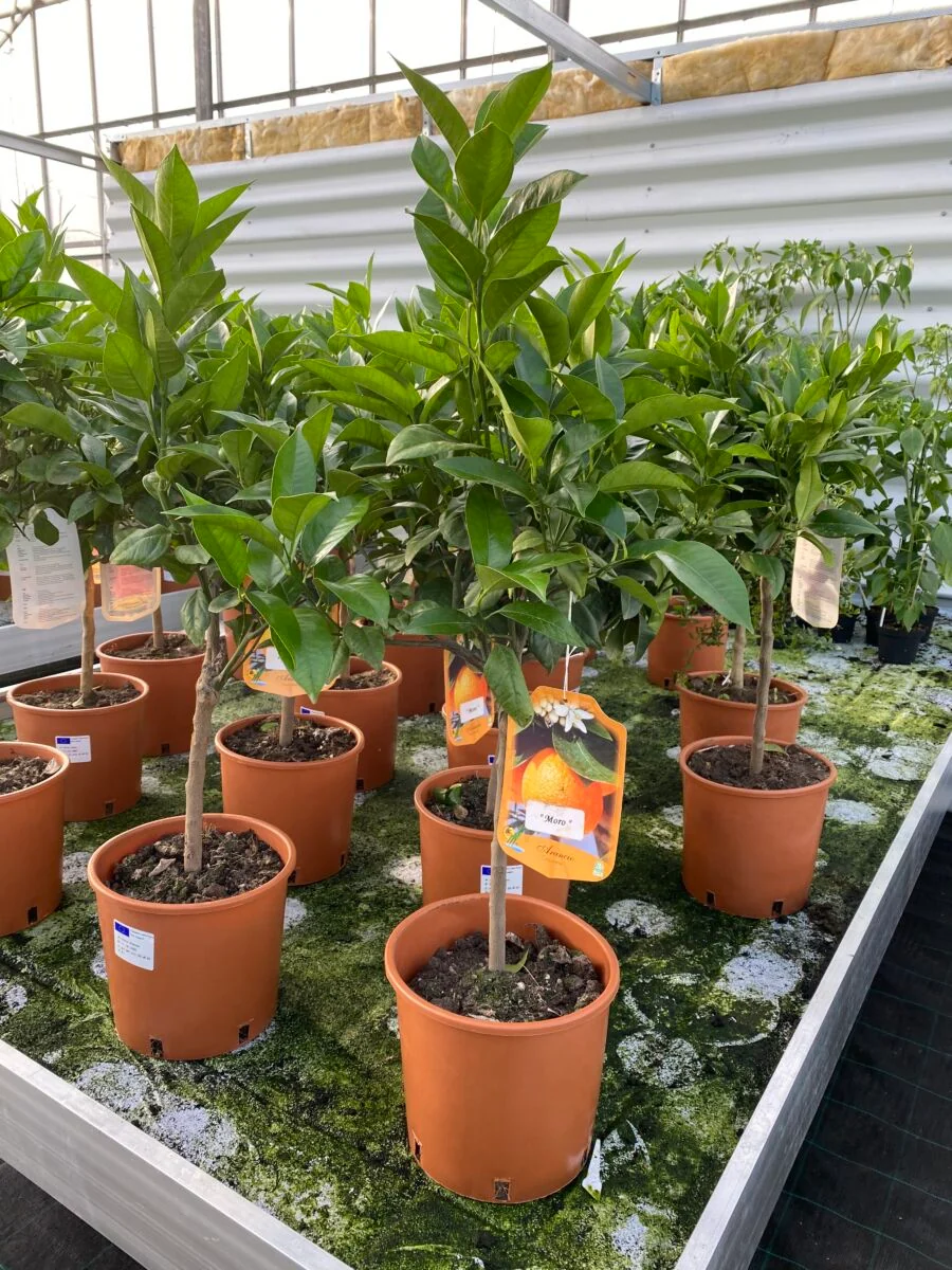 Lime - Citrus aurantifolia - Image 7