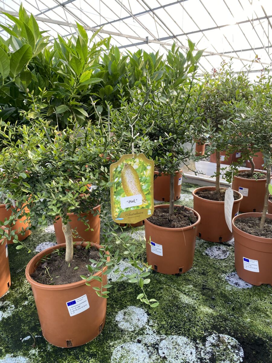 Meyer Citron - Citrus Meyerii - Plante - Image 3