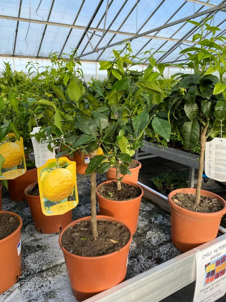 Meyer Citron - Citrus Meyerii - Plante - Image 4