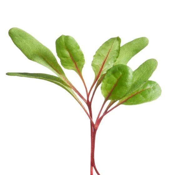 Micro Greens - Bladbede - Rainbow - Image 3