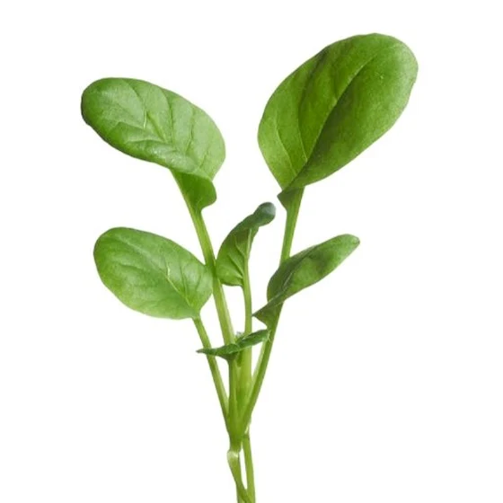 Micro Greens - Japanese Tatsoi - Image 3