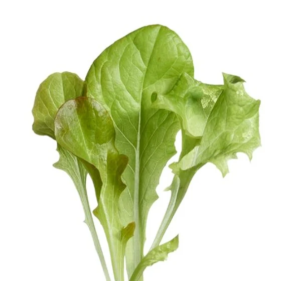 Micro Greens - Salat Mix - Image 3