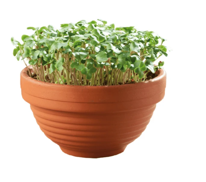 Microgreens Terracotta skål med Grønkål - Image 2