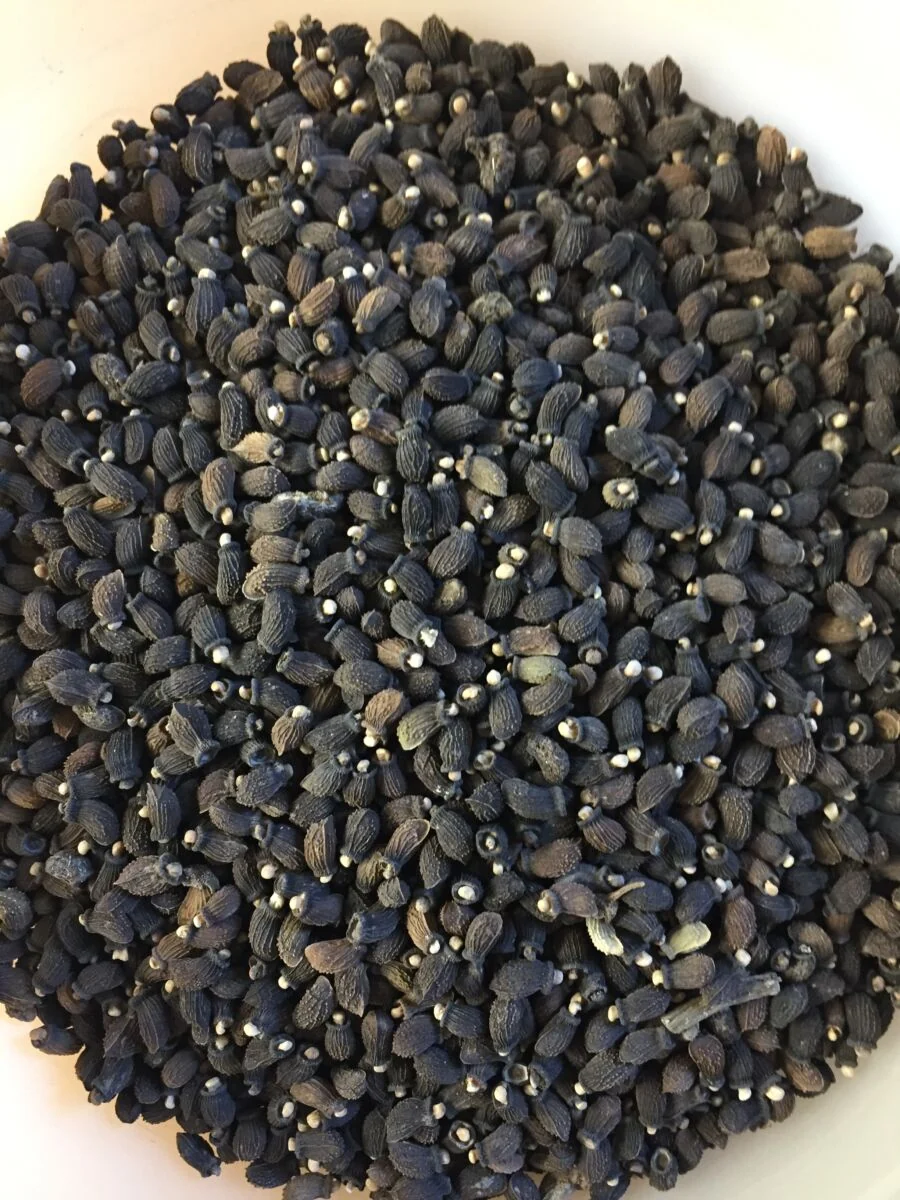 Mikro Grønt - Hjulkrone