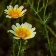 Mikro Grønt - Shungiku - Spiselig Krysantemum - Image 2