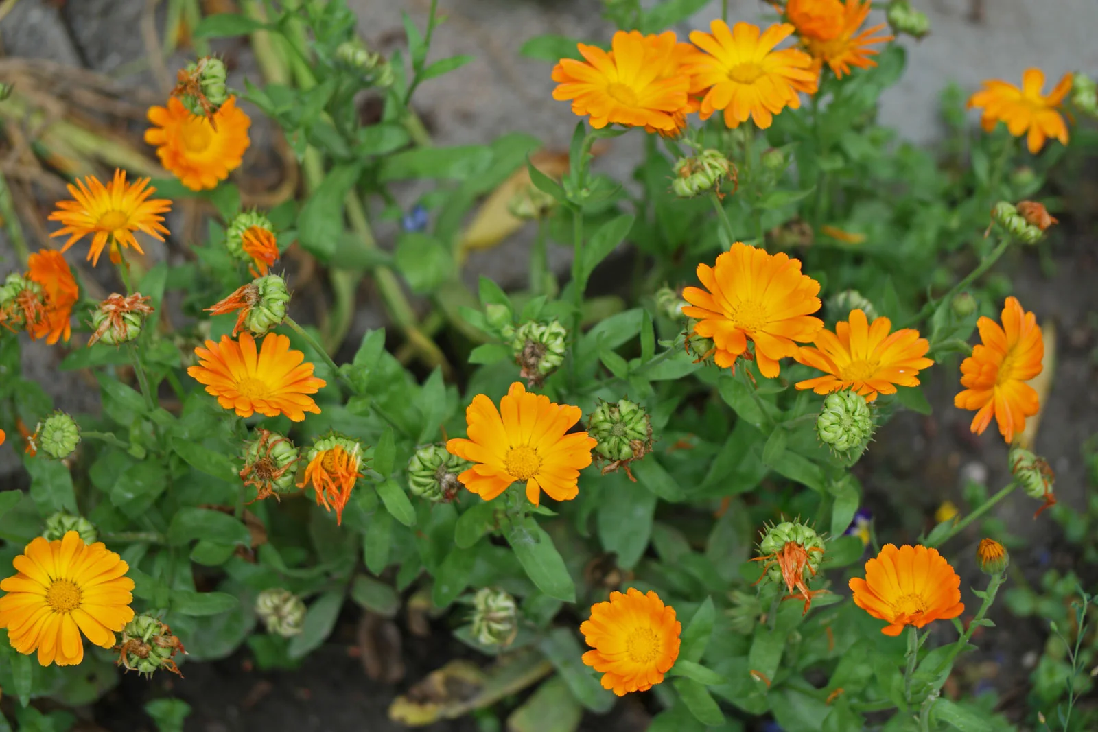 Mikro grønt - Morgenfrue - Calendula officinalis - Image 2