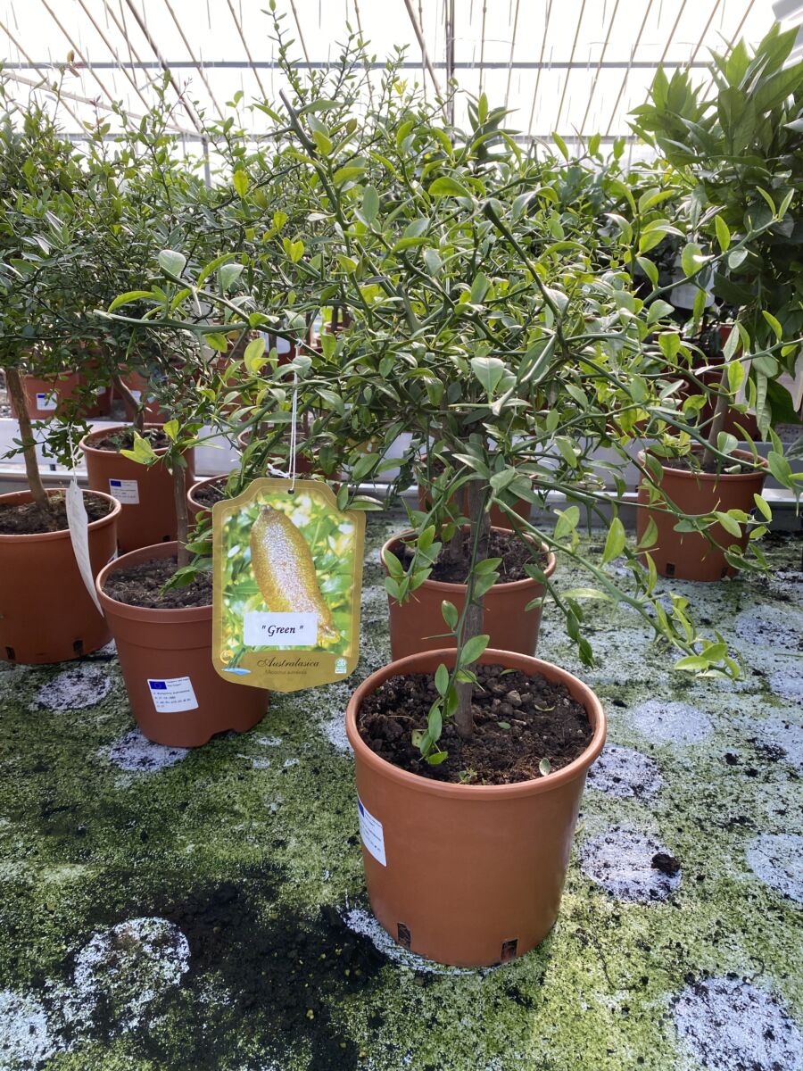 Moro Blodappelsin - Citrus Sinensis - Plante - Image 2