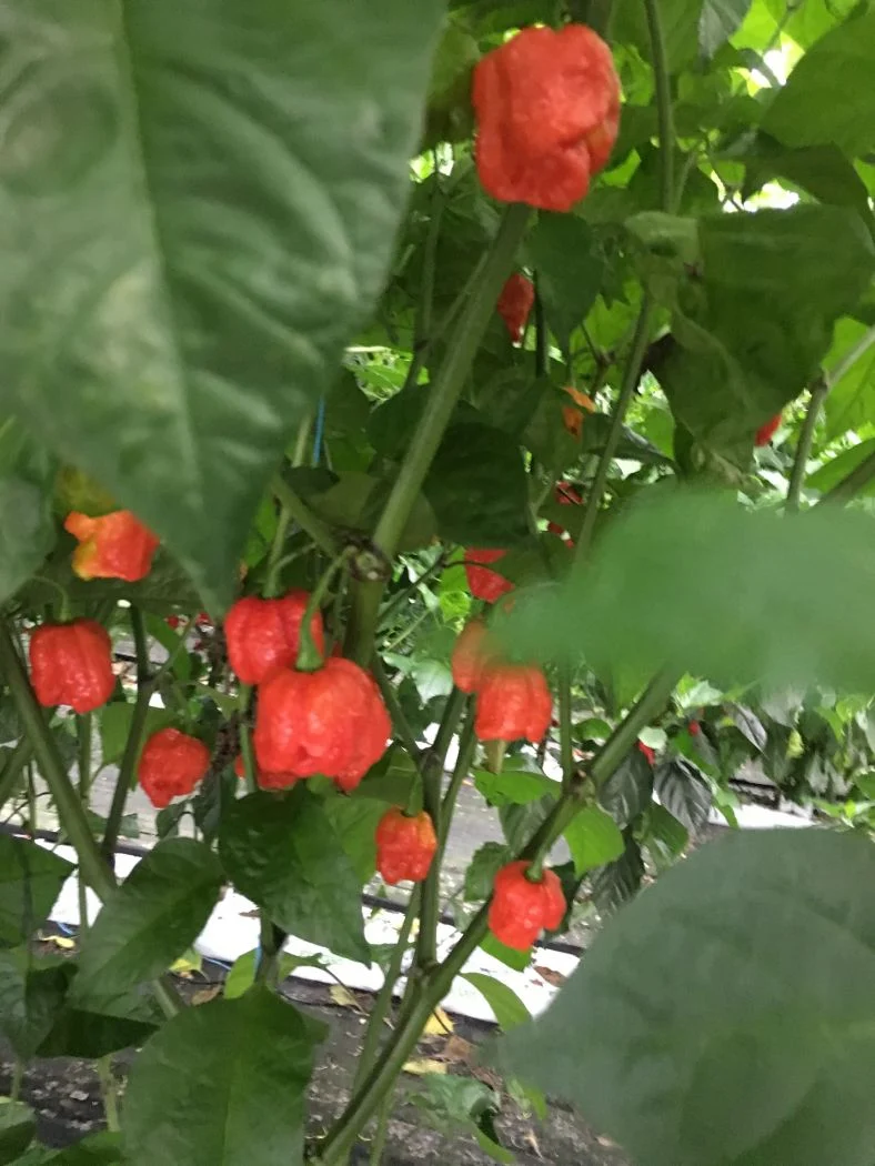 Moruga Scorpion – C. chinense - Image 2