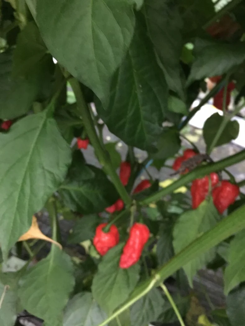 Naga Morich - C. chinense - Image 2