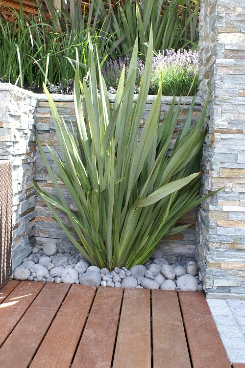 New Zealandsk Hør -  Phormium tenax