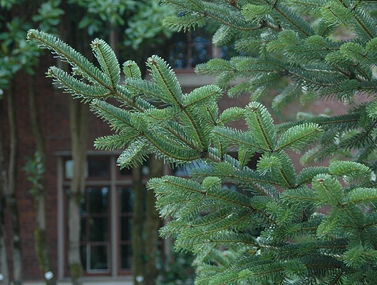 Nordmanns-Gran - Abies nordmanniana (Rusland)