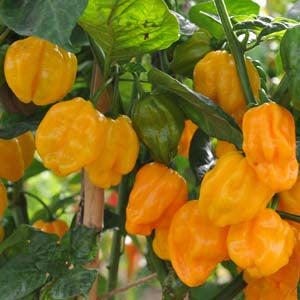 Numex Suave Orange - C. chinense