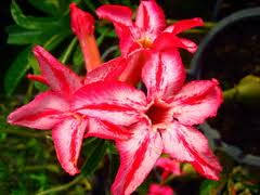Ørkenrose - Adenium 'Double Starfish'