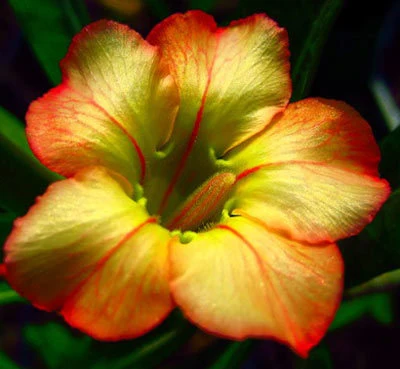Ørkenrose - Adenium 'Honeymoon'