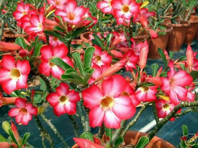 Ørkenrose - Adenium 'Pretty Red'