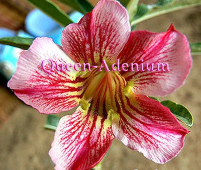 Ørkenrose - Adenium 'Racing Stripes'