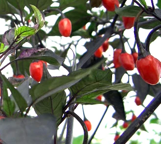 Orozco - C. annuum