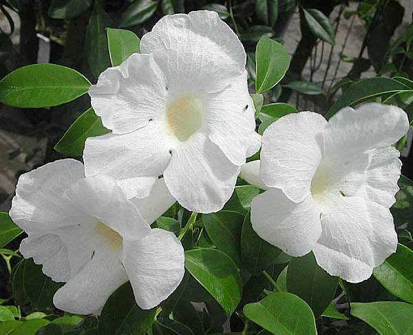 Pandorea jasminoides Alba/ Bower of Beauty hvid