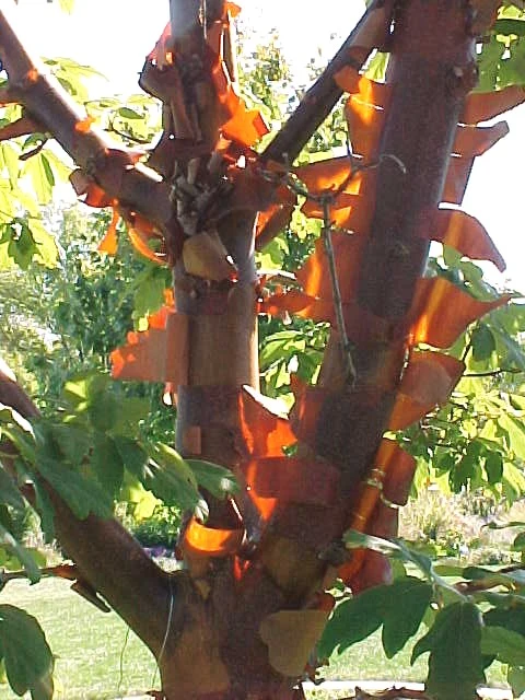 Papirbarkløn - Acer griseum