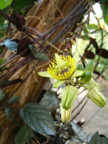 Passiflora Coriacea - Flagermuseblad