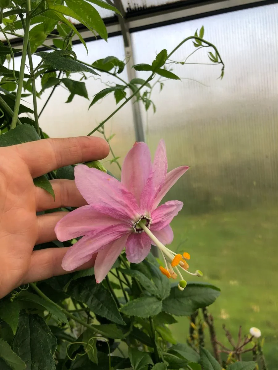 Passiflora mollissima